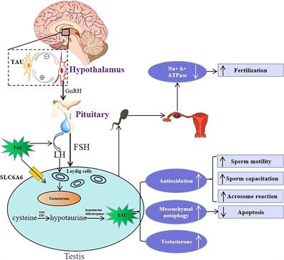 Frontiers The role of taurine in male reproduction Physiology